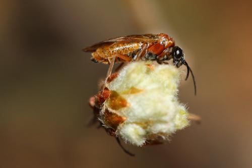 Réf. 253 362 : Periclista sp.
